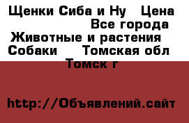 Щенки Сиба и Ну › Цена ­ 35000-85000 - Все города Животные и растения » Собаки   . Томская обл.,Томск г.